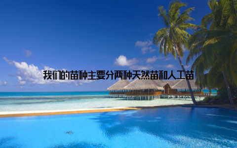 我们的苗种主要分两种天然苗和人工苗