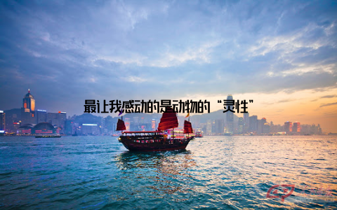 最让我感动的是动物的“灵性”